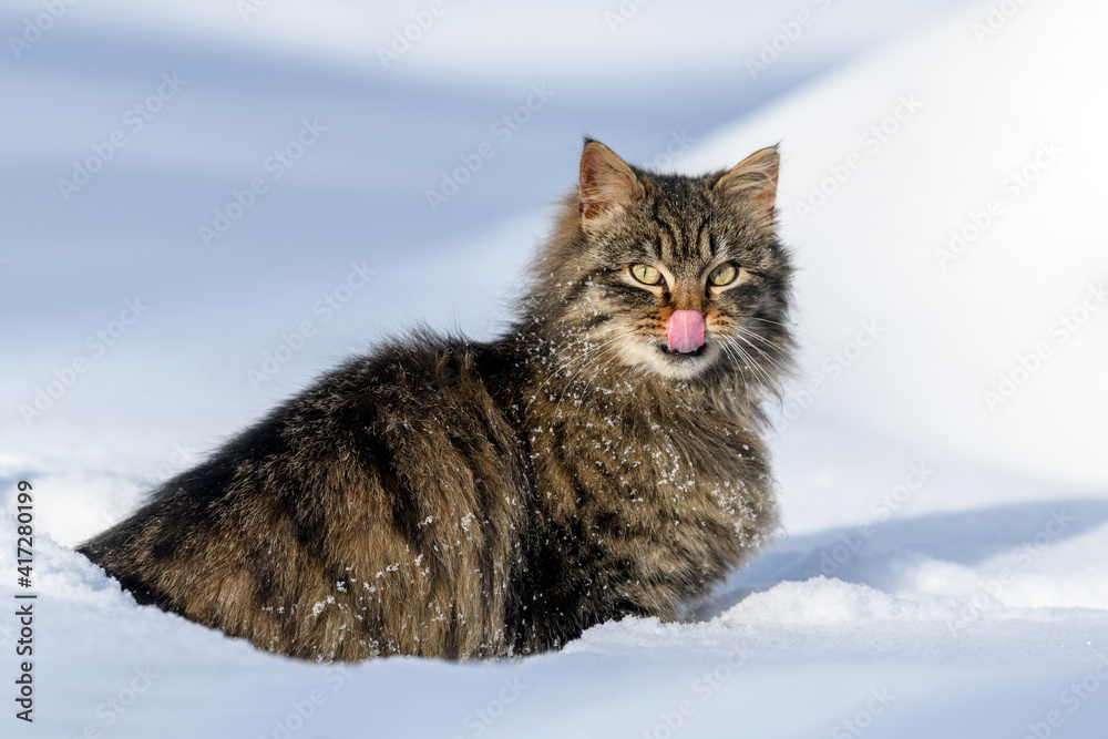 冬天雪地里的猫