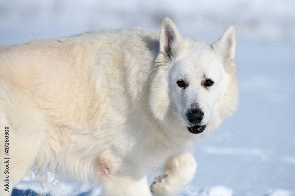 雪地上奔跑的白色瑞士牧羊犬