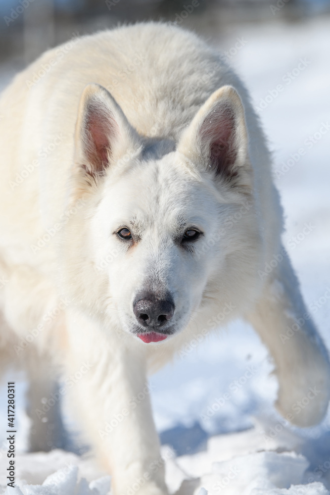 雪地上奔跑的白色瑞士牧羊犬