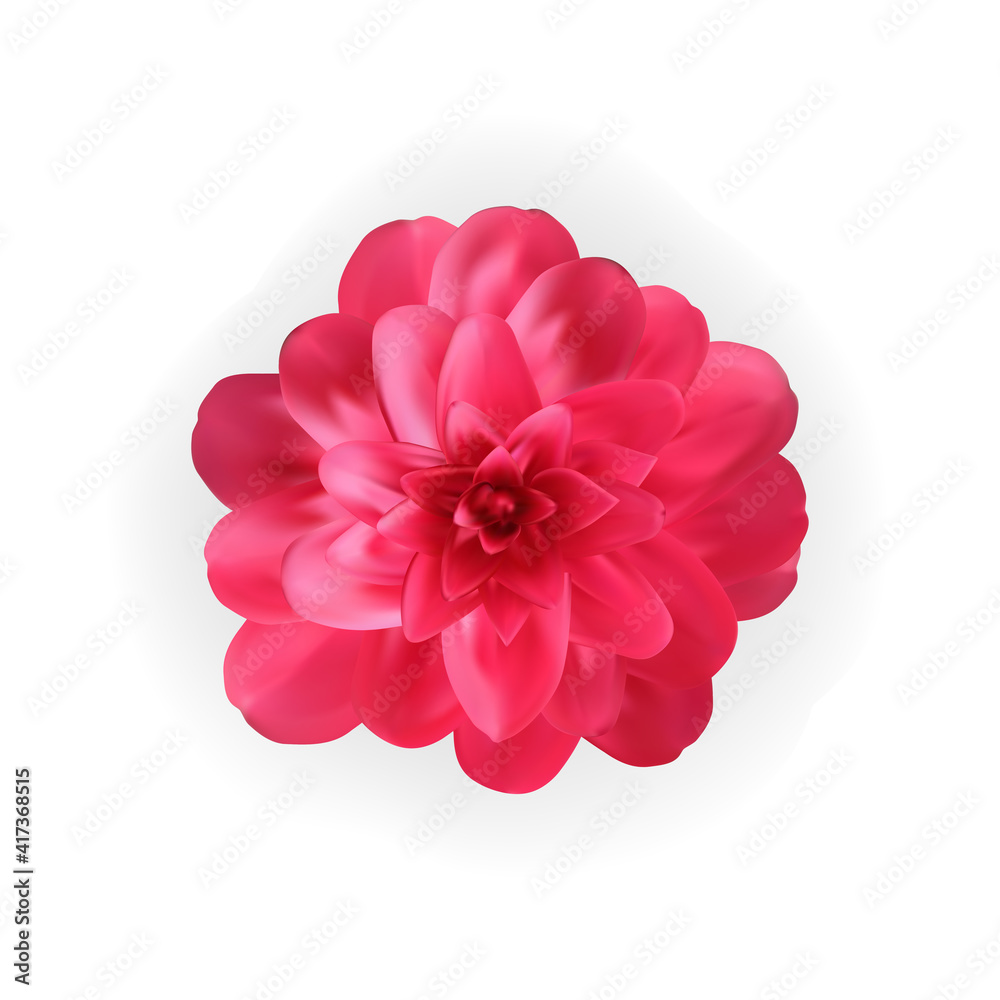 Colorful naturalistic blossoming pink camellia flower on white background. Vector Illustration