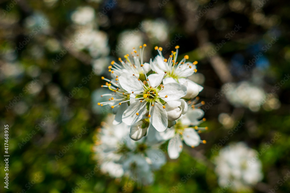 Cherry Blossom⎮Prunus Serrulata