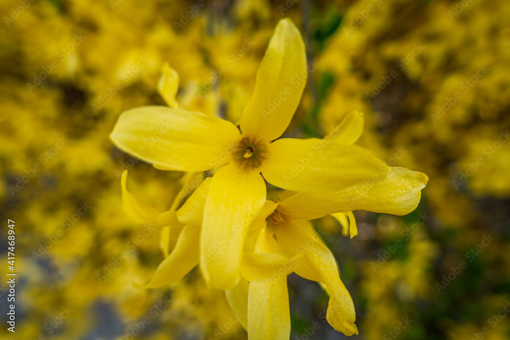 Forsythie⎮Forsythia × Intermedia