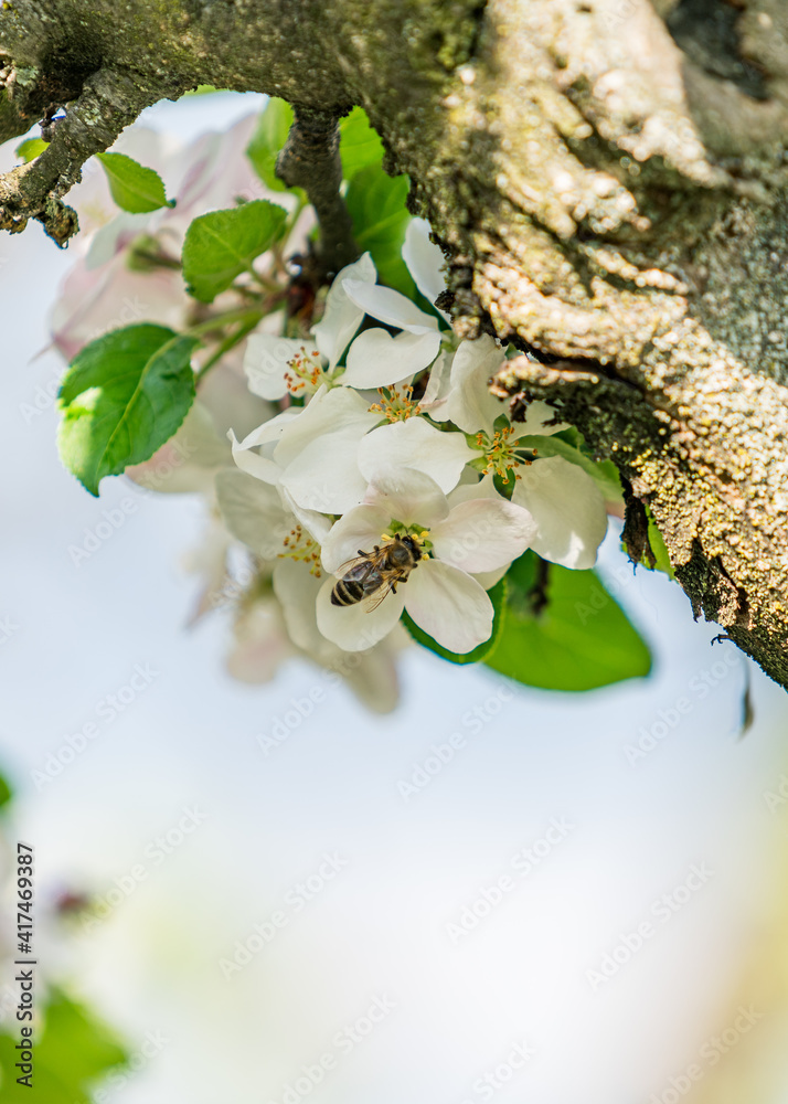 Apple Tree⎮Malus Domestica