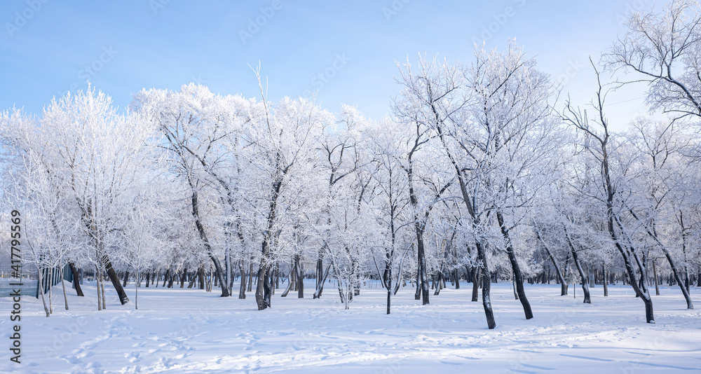 美丽的冬季景观，白雪皑皑的树木。蓝天和有纹理的雪。冬天的故事。