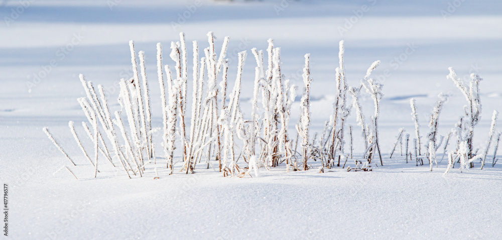 干枝草冬雪