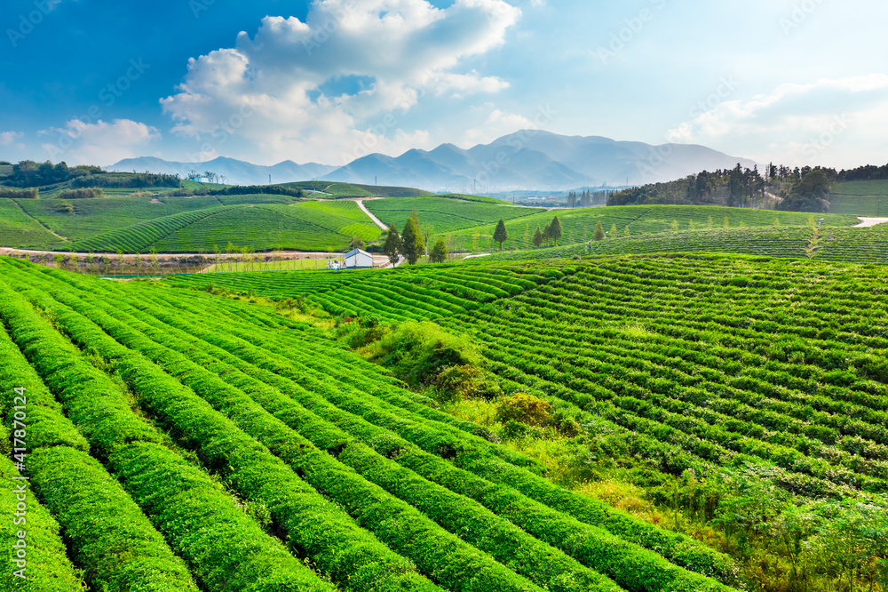 绿茶种植园鸟瞰图。