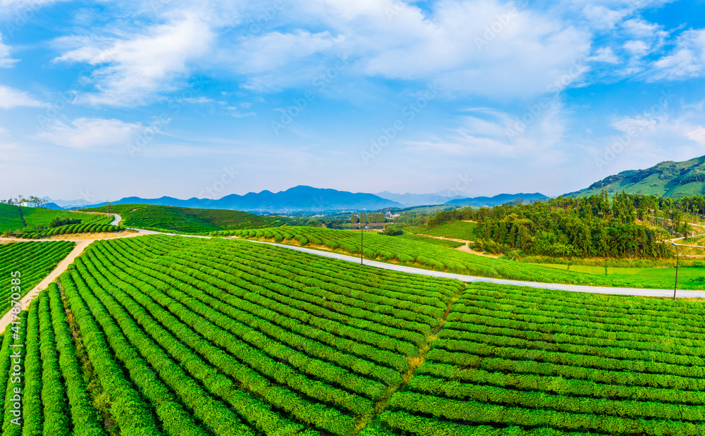 绿茶种植园鸟瞰图。