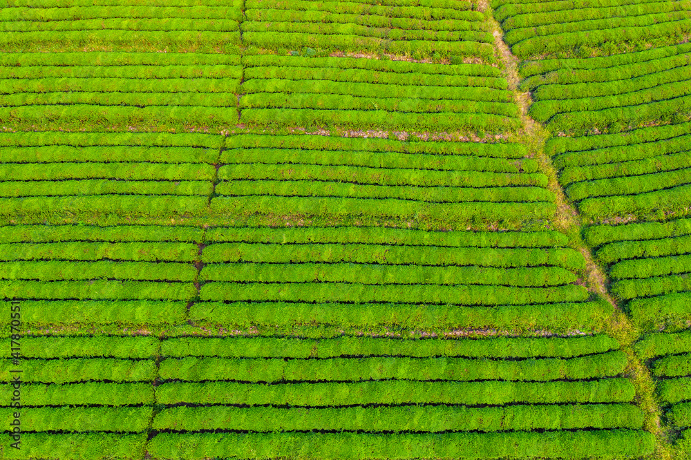 Aerial view of green tea plantation.