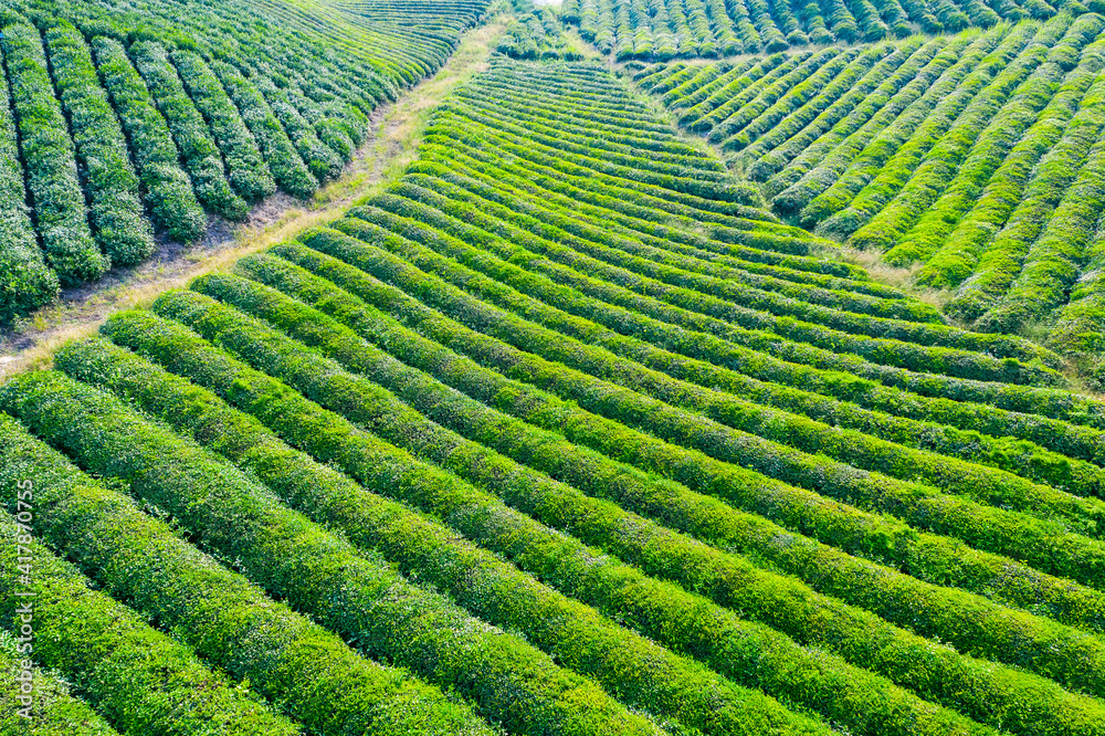 绿茶种植园鸟瞰图。