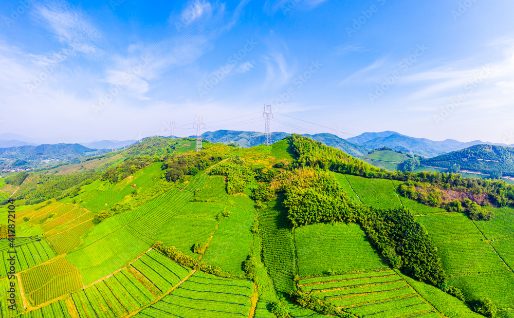 Aerial view of green tea plantation.