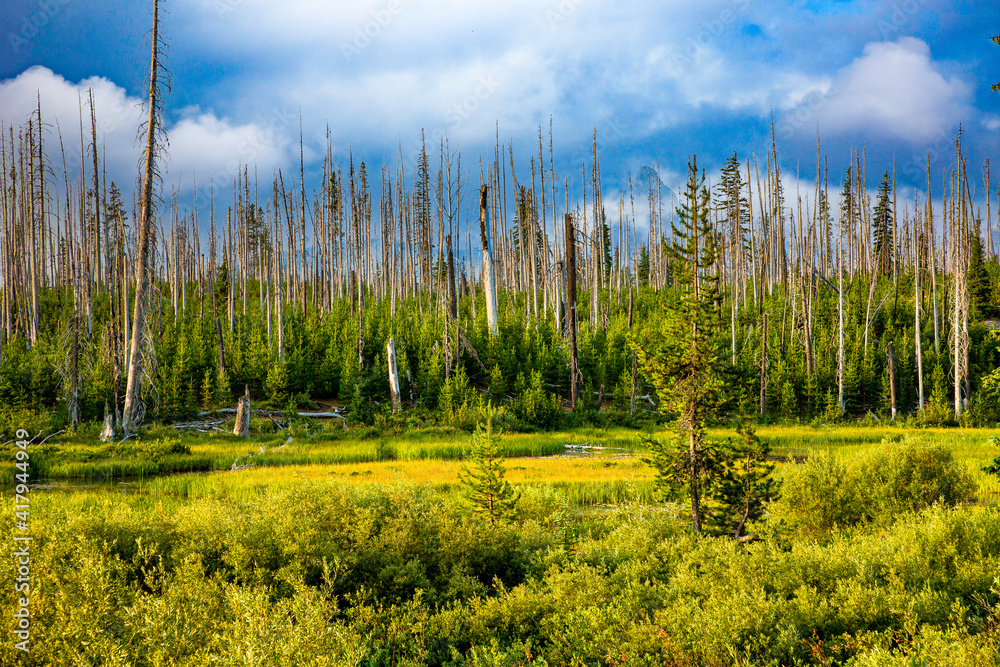 森林大火中出现的新植物，以湿地和华盛顿山为背景，santiam Pass