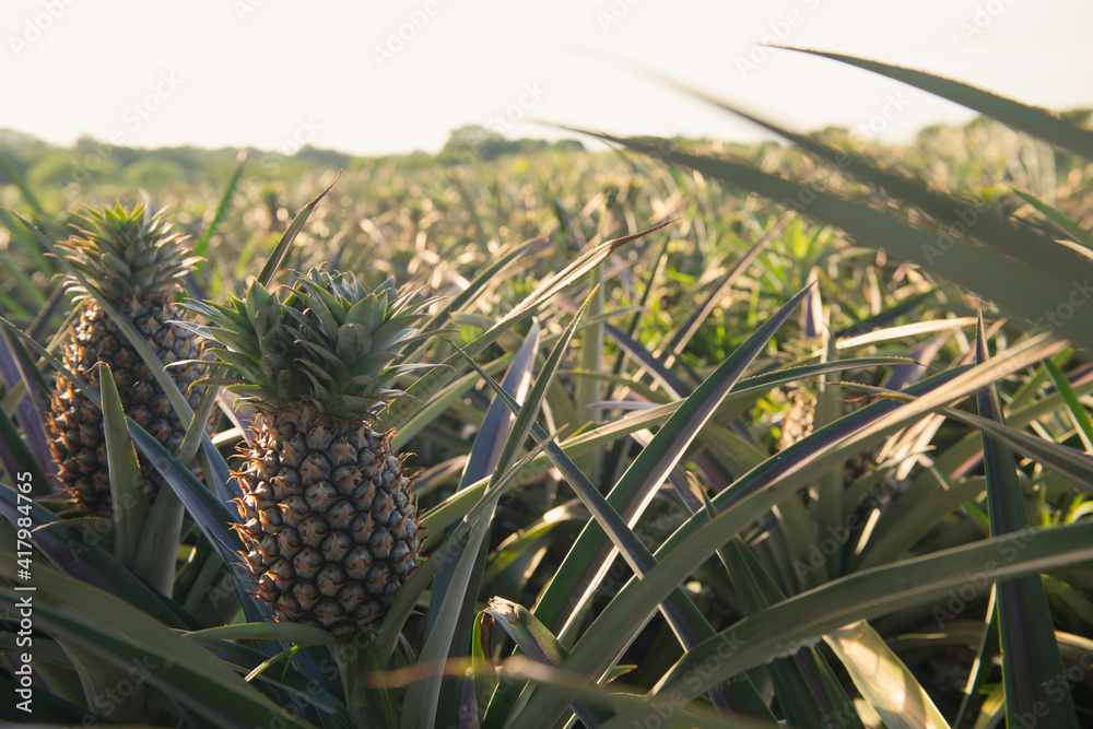 Pineapple fields in Veracruz, México 