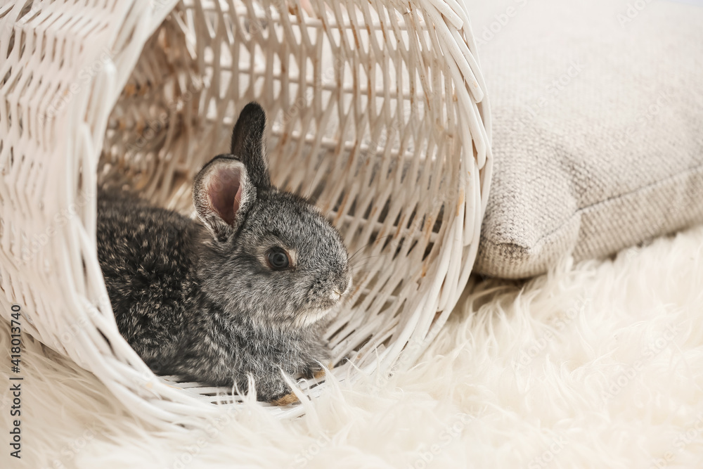 Cute rabbit in wicker basket at home