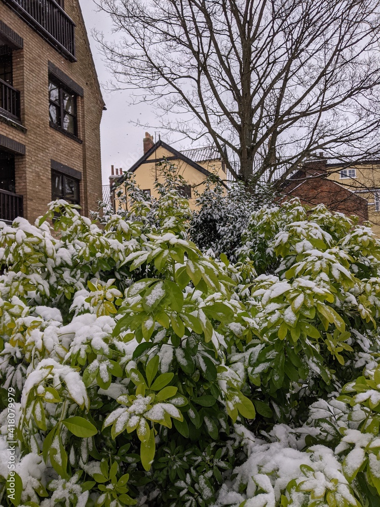 Snowy Bush