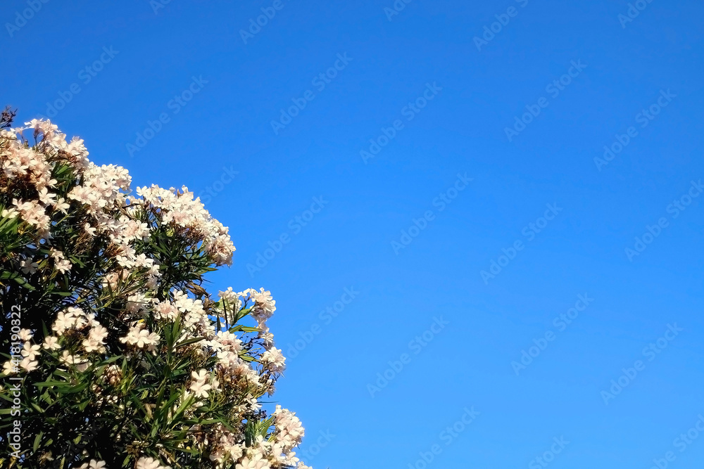 花园里的粉彩夹竹桃花。选择性聚焦。