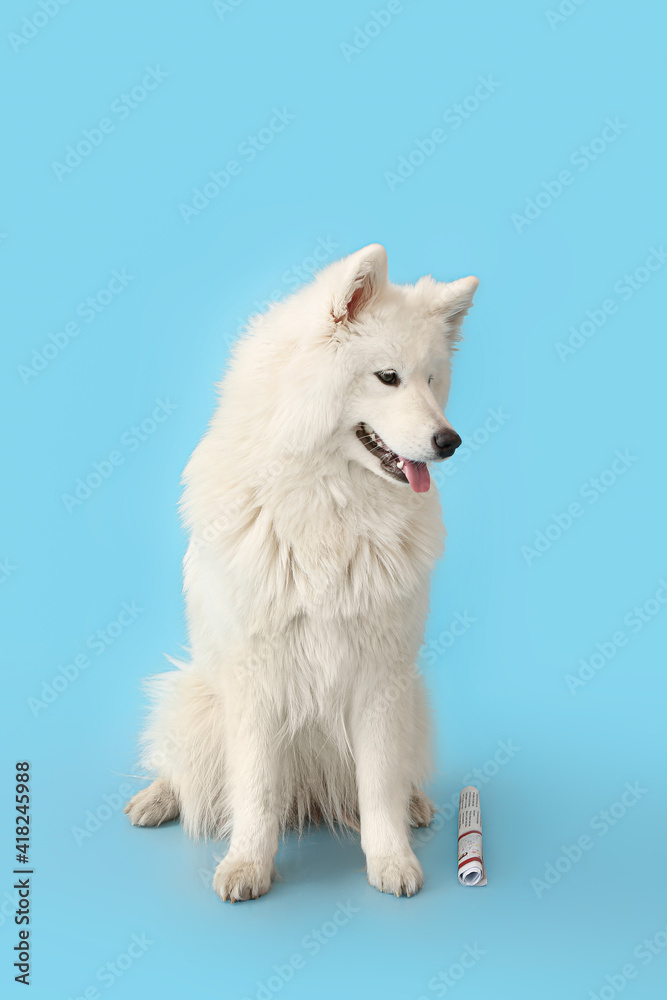 Cute Samoyed dog with newspaper on color background