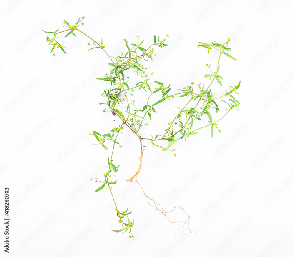 Fresh Chinese Herbal Medicine Snake Grass