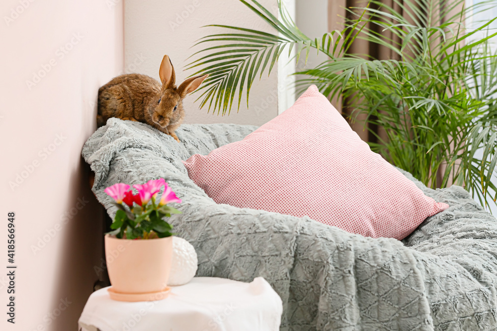 Cute rabbit on armchair in room