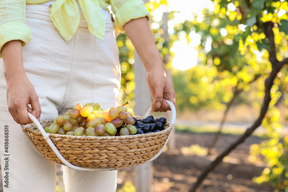 Female winegrower holding basket with ripe grapes in vineyard