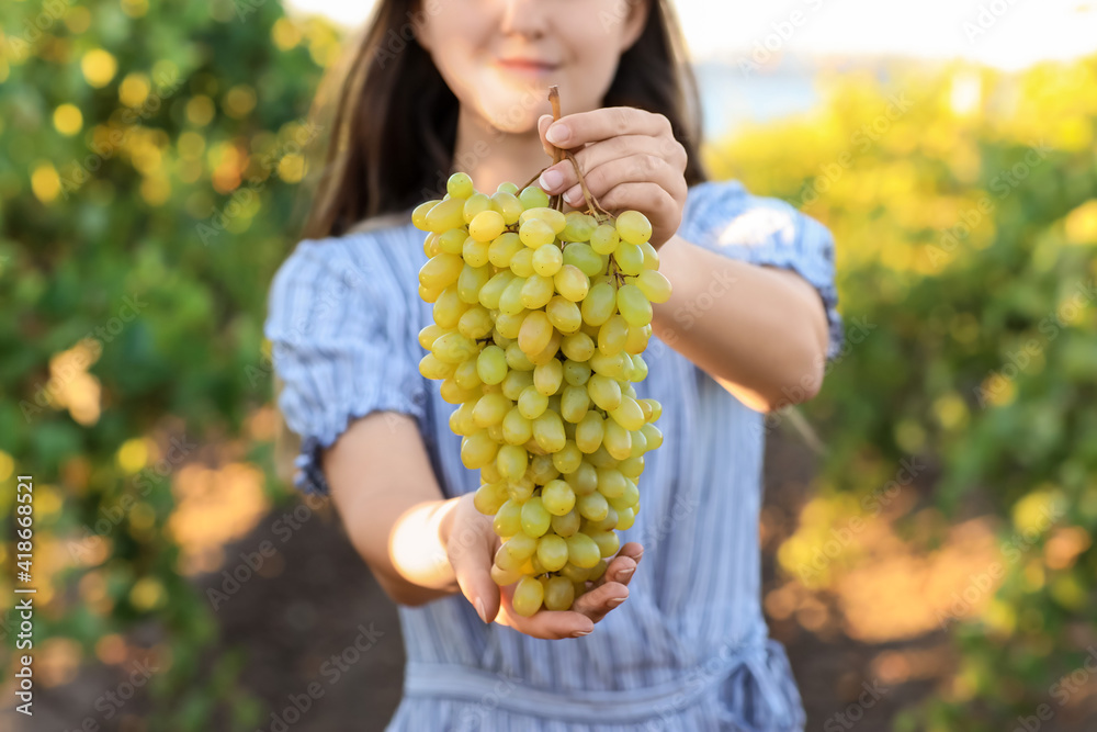 Female winegrower with ripe grapes in vineyard