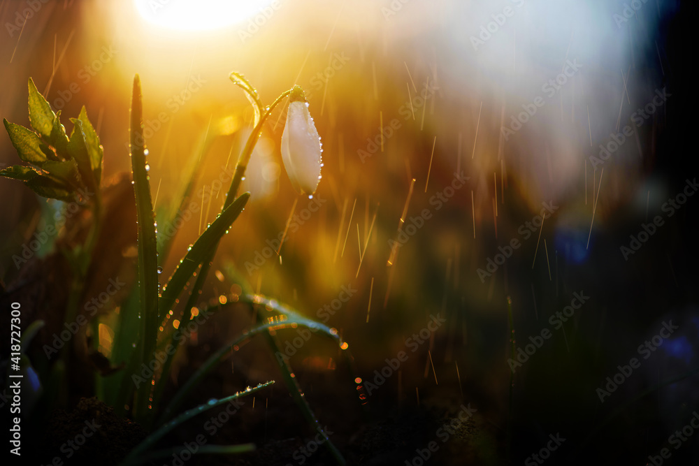 Close first spring flowers snowdrops with rain