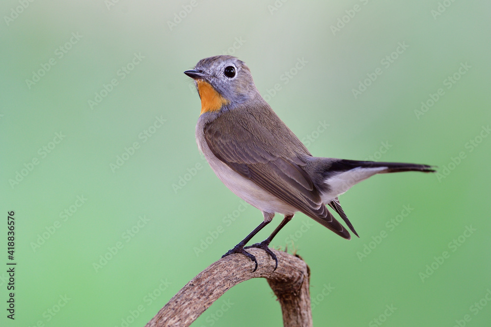 Charming little brown bird with bright orange feathers on it chin proudly perching on thin branch ov