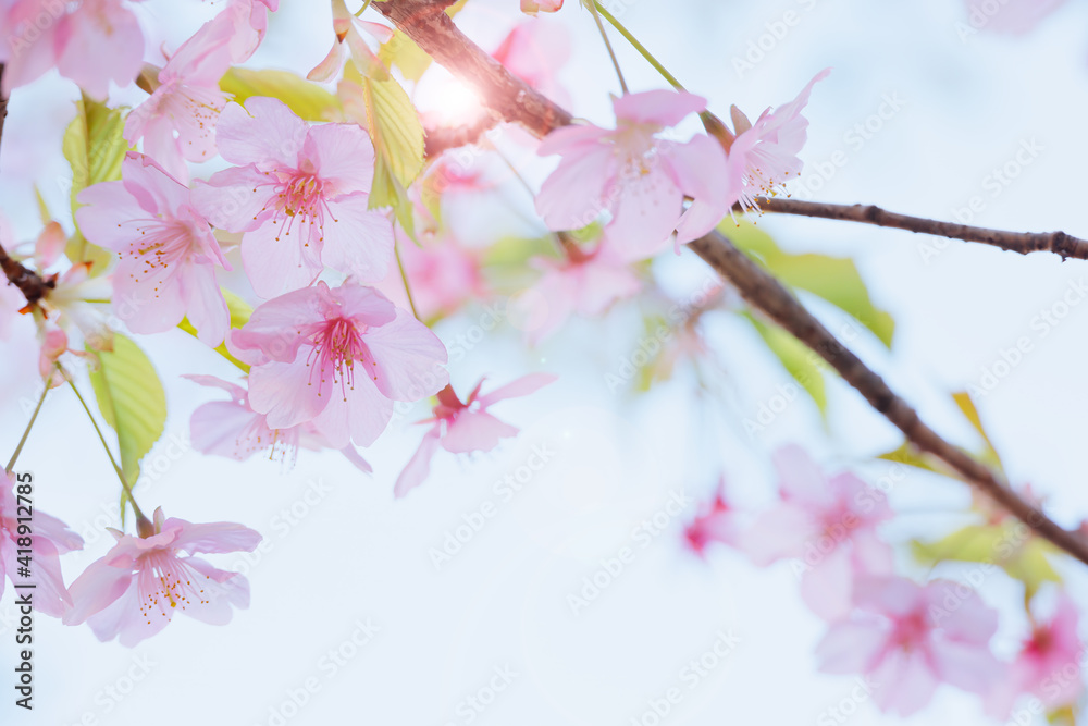 ピンク色の花びらが綺麗な満開の桜