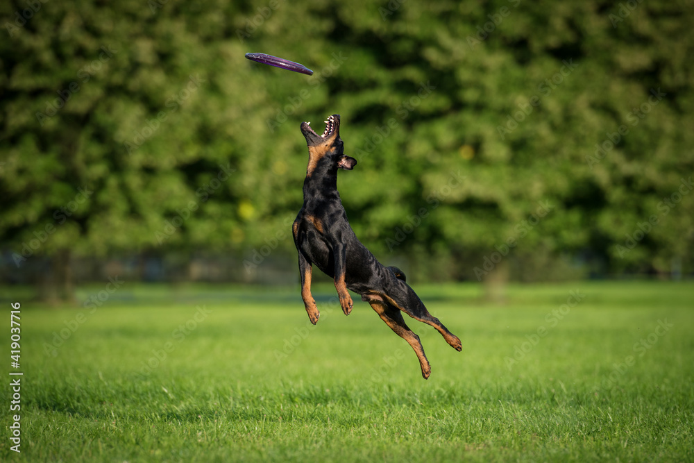 German pinscher dog catches flying frisbee disc in the air. Dog activity. 