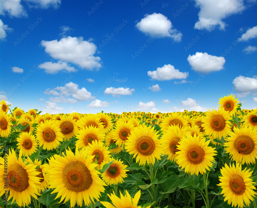 Golden summer sunflower in the sun