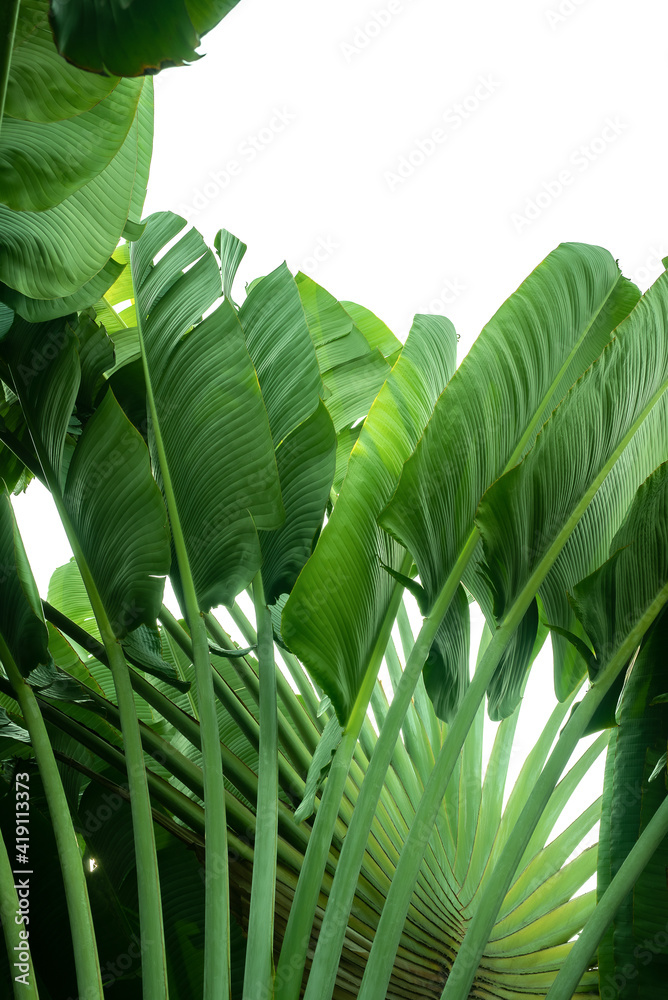 green banana leaf isolated on white background with clipping path for design elements, summer backgr