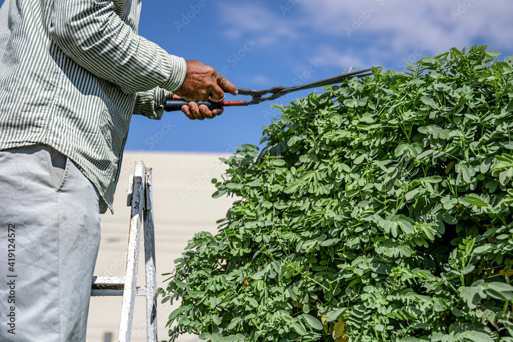 花园里有一个临时小屋的园丁用刺猬砍树。