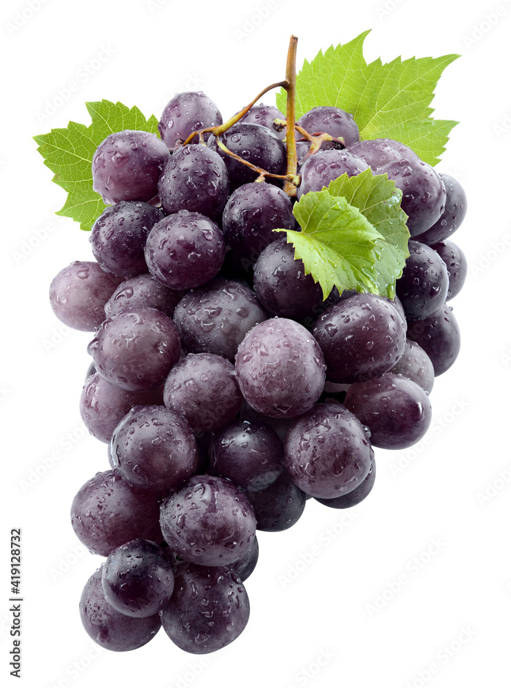 Black grape isolate. Black grape with leaves on white background. Blue grapes isolated on white. Cli