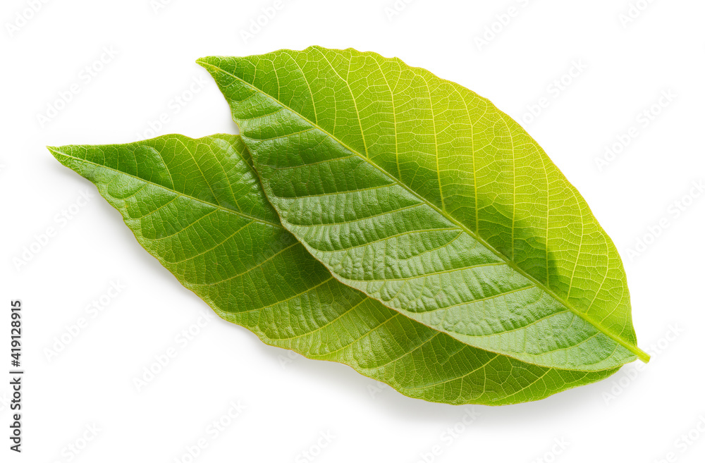 Walnut leaves isolated. Green walnut leaf on white background. Clipping path.  Full depth of field.