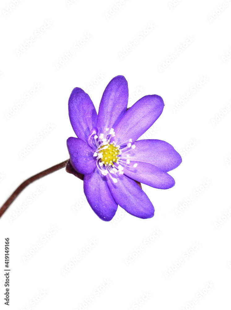 Blue anemone Hepatica nobilis Liverwort on white background