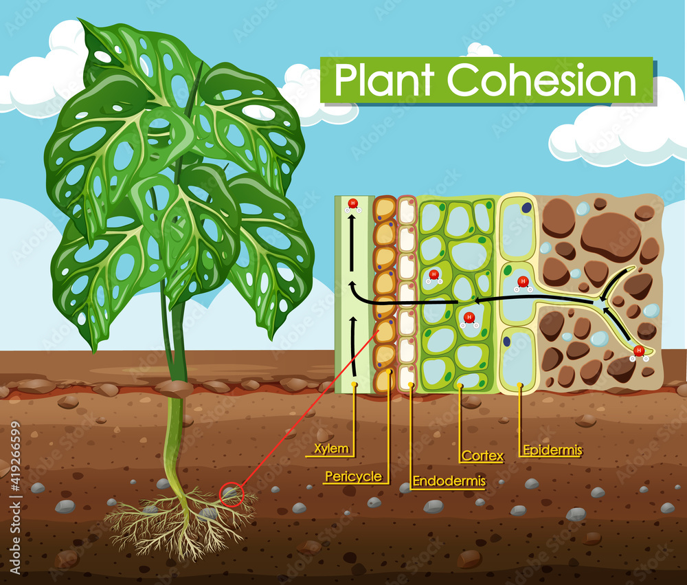 Diagram showing Plant Cohesion