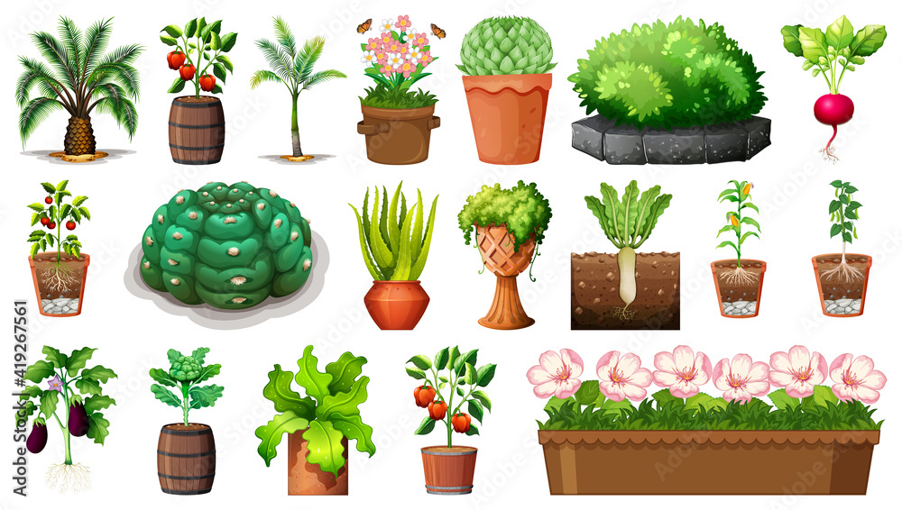 Set of different plants in pots isolated on white background