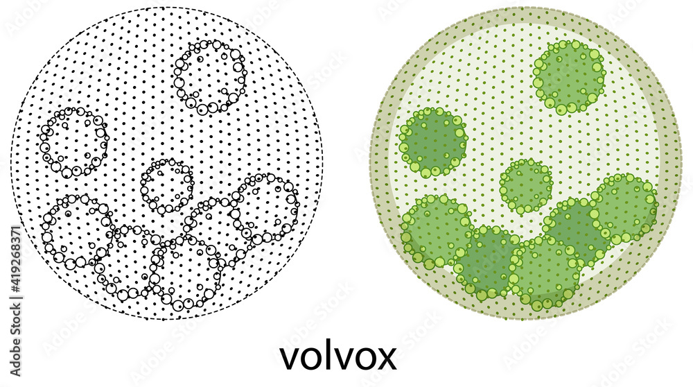 Volvox in colour and doodle on white background