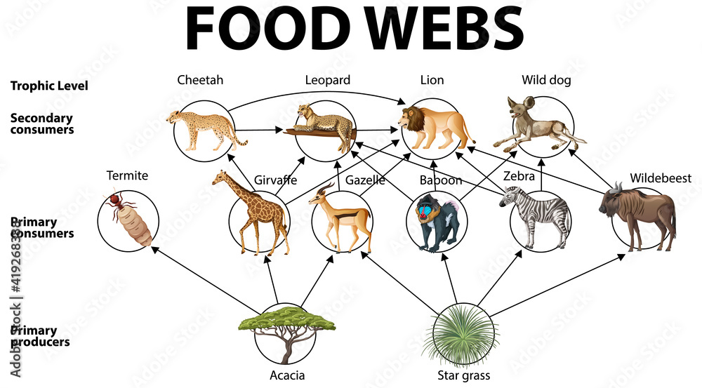 食物网生物学教育海报