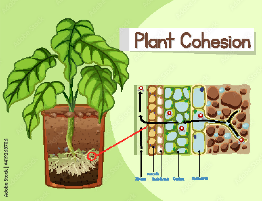 Diagram showing Plant Cohesion