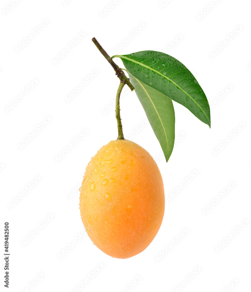 Fresh sweet marian plum with leaves isolated on white background. Clipping path.