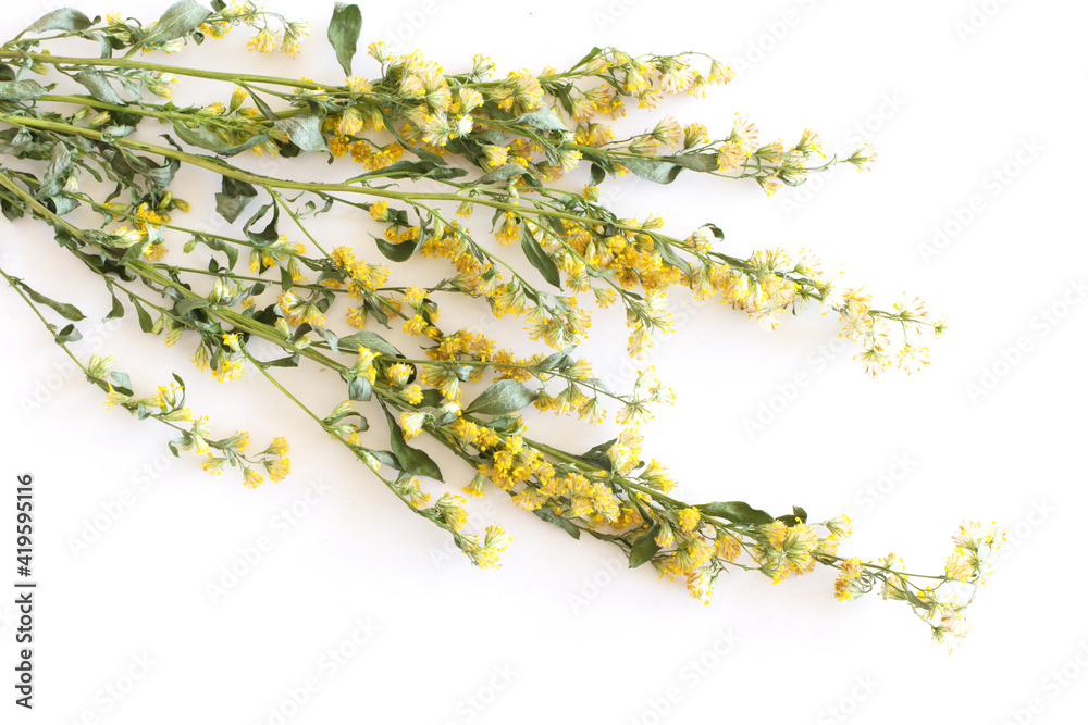 Goldengende or Solidago virgaurea on a white background. Goldenrod is used to reduce pain and swelli