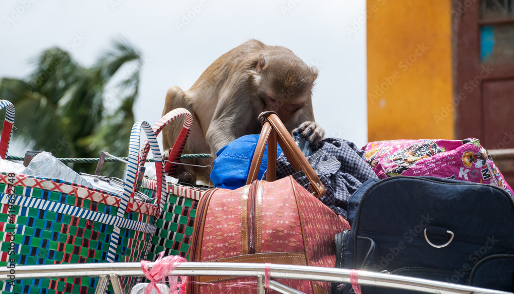 Monkey stealing in the region of Mount Popa, Myanmar (Burma), South-East Asia