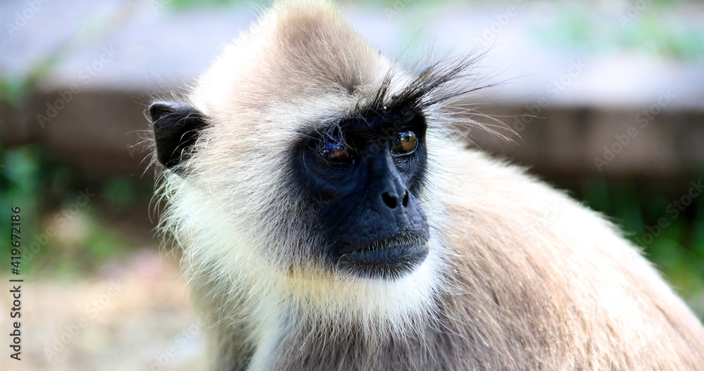 Langur monkey肖像，斯里兰卡，东南亚