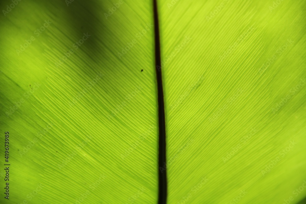 Tropical leaf veins, Sri Lanka, South-East Asia