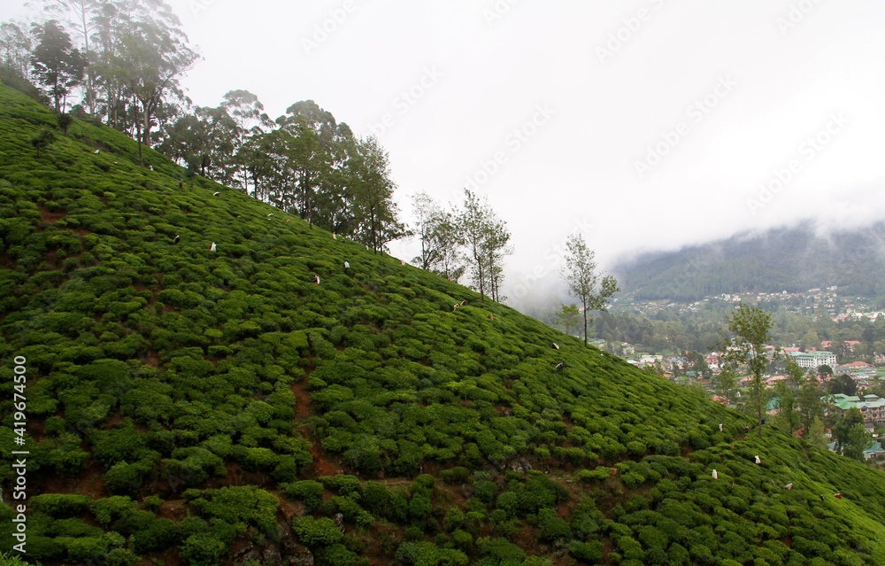 Tea plantations in Nuwara Eliya, Sri Lanka, South-East Asia