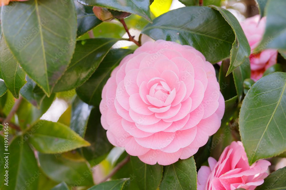 綺麗に咲いたピンク色の椿の花