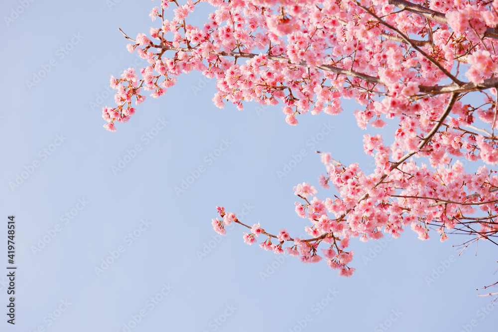 ピンク色の花びらが綺麗な満開の桜