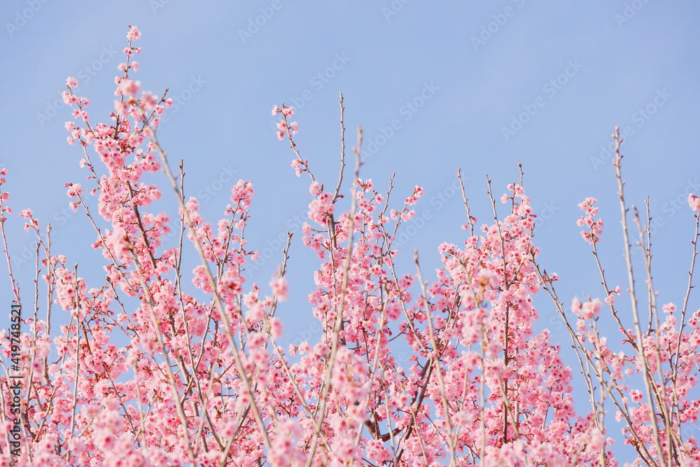 ピンク色の花びらが綺麗な満開の桜