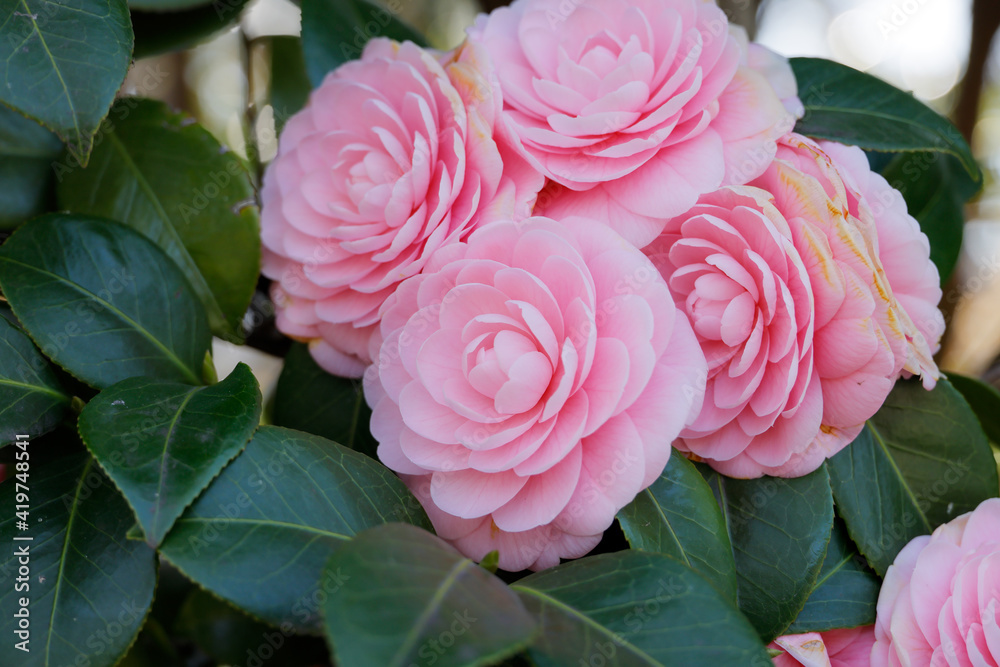 綺麗に咲いたピンク色の椿の花