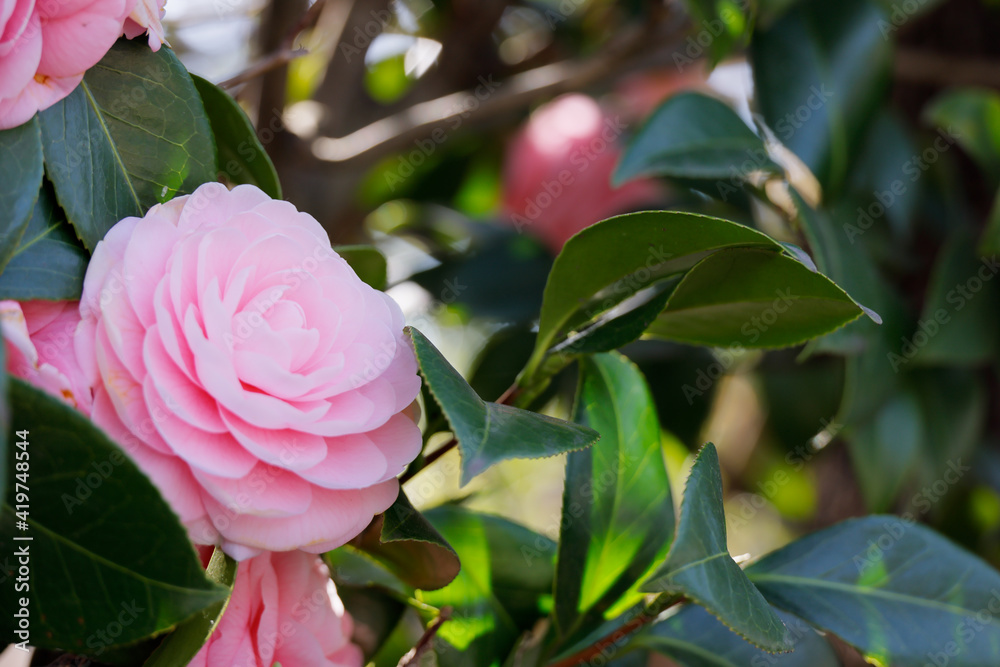 綺麗に咲いたピンク色の椿の花